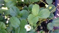 Albion strawberry, Fragaria ananassa 'Albion' Royalty Free Stock Photo