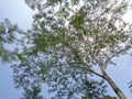 Albizia chinensis silk tree, Chinese albizia, kool, khang hung, kang luang, cham, sengon tree with natural background Royalty Free Stock Photo