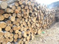 Albizia chinensis on stack of logs wooden