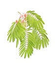 Albizia julibrissin