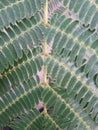 Albizia julibrissin Acacia di Costantinopoli