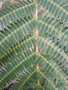 Albizia julibrissin Acacia di Costantinopoli