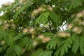 Albizia julibrissin tropical tree in bloom