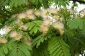 Albizia julibrissin tropical tree in bloom