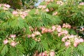 Albizia julibrissin flowers close-up as a background