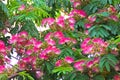 Albizia julibrissin - pink powder puff flowers