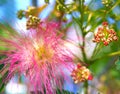 Albizia julibrissin - silk tree Royalty Free Stock Photo
