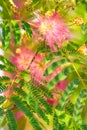 Albizia julibrissin - silk tree Royalty Free Stock Photo
