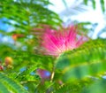 Albizia julibrissin - silk tree Royalty Free Stock Photo