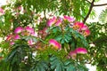 Albizia julibrissin - silk tree Royalty Free Stock Photo