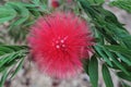 Albizia julibrissin, silk tree Royalty Free Stock Photo