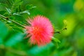 albizia julibrissin silk tree Royalty Free Stock Photo