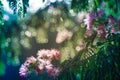 Albizia julibrissin, silk tree and bokeh Royalty Free Stock Photo