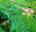 Albizia Julibrissin silk tree Royalty Free Stock Photo