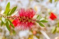 Albizia julibrissin - silk tree Royalty Free Stock Photo