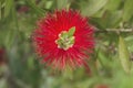 Albizia julibrissin silk tree red flower Royalty Free Stock Photo