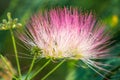 Albizia julibrissin tree flower, Persian silk tree, pink silk tree, close up Royalty Free Stock Photo