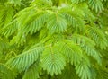 Albizia julibrissin tree flower, pink silk tree. Royalty Free Stock Photo