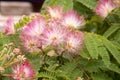 Albizia julibrissin tropical tree in bloom