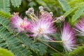 Albizia julibrissin tropical tree in bloom