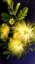 Albizia lebbeck buds flower close up