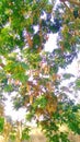 Albizia lebbeck frywood tree flowers fruits