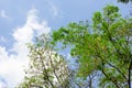 Albizia lebbeck tree