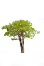 Albizia lebbeck tree isolated Royalty Free Stock Photo