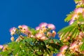 Albizia Lenkoran lat. Albizia julibrissin or silk acacia. A subtropical tree with delicate silk flowers