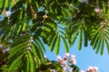 Albizia Lenkoran lat. Albizia julibrissin or silk acacia. A subtropical tree with delicate silk flowers