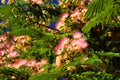 Albizia Lenkoran lat. Albizia julibrissin or silk acacia. A subtropical tree with delicate silk flowers