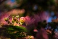 Albizia Lenkoran lat. Albizia julibrissin or silk acacia. A subtropical tree with delicate silk flowers