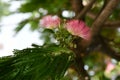 Albizia, pink Persian silk tree flower close up Royalty Free Stock Photo