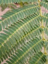 Albizia julibrissin Acacia di Costantinopoli