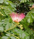 Albizia saman into a cluster of tightly clustered axillary buds near the end of the branch.