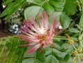 Albizia saman into a cluster of tightly clustered axillary buds near the end of the branch.