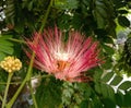 Albizia saman into a cluster of tightly clustered axillary buds near the end of the branch.