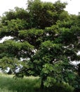 Albizia saman into a cluster of tightly clustered axillary buds near the end of the branch.