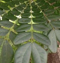 Albizia saman into a cluster of tightly clustered axillary buds near the end of the branch.