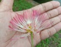 Albizia saman into a cluster of tightly clustered axillary buds near the end of the branch.