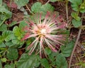 Albizia saman into a cluster of tightly clustered axillary buds near the end of the branch.