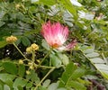 Albizia saman into a cluster of tightly clustered axillary buds near the end of the branch.