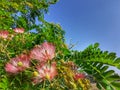 Albizia Saman tree flowers with leafs in blue sky background.