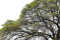 Albizia saman tree Royalty Free Stock Photo