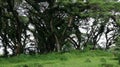 Albizia Saman tree in the Tourist area De Djawatan Benculuk from Banyuwangi East Java Indonesia