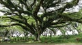 Albizia Saman tree in the Tourist area De Djawatan Benculuk from Banyuwangi East Java Indonesia