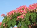 Albizia or silk tree with abundant summer blooms Royalty Free Stock Photo