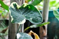 Albomarginata, Araceae or Schott or Xanthosoma sagittifolium or XANTHOSOMA or Mickey Mouse Plant