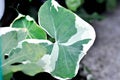 Albomarginata, Araceae or Schott or Xanthosoma sagittifolium or XANTHOSOMA or Mickey Mouse Plant