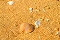 Albufeira Beach cockle shells on the beach